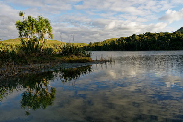 arbre de chou à kaihoka lakes, golden bay, nouvelle-zélande - ecological reserve tree reflection land feature photos et images de collection