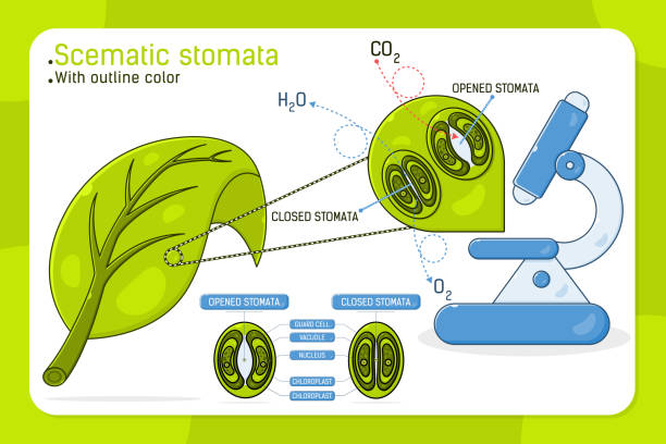 Magnified leaf stomata with schematic stomata open and closed, vector ilustration for web design, ui, ux, mobile app on isolated on white background. Flat color design for education purposes and other Magnified leaf stomata with schematic stomata open and closed, vector ilustration for web design, ui, ux, mobile app on isolated on white background. Flat color design for education purposes and other stomata stock illustrations