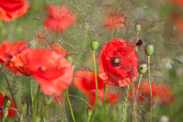 istock Poppies in a meadow 1265472223