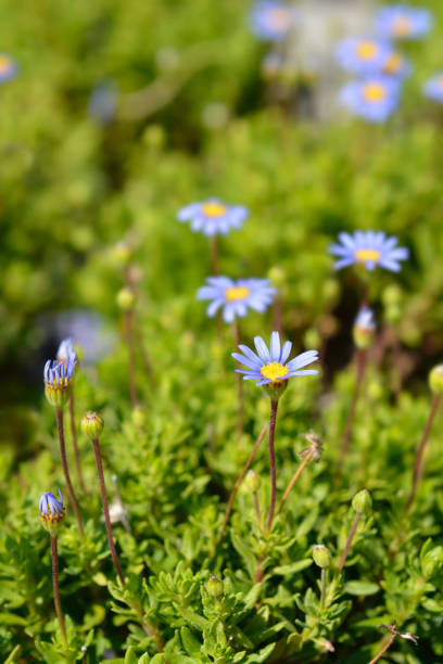 Blue daisy Felicitara Blue - Latin name - Felicia amelloides Felicitara Blue