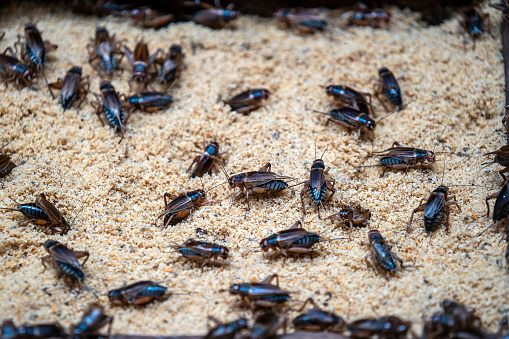 Many crickets in a insect farm in Dalat, Vietnam, close up