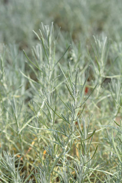 istock Italian everlasting leaves 1265472868
