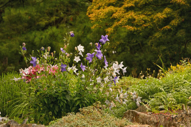 istock Platycodon Grandiflorus Astra Blue, Balloon Flower In Garden 1265475948