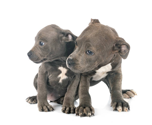 istock puppies staffordshire bull terrier 1265478936