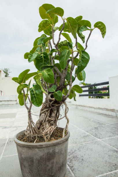 A bonsai of banyan tree of 20 years age  in a flowerpot placed on a terrace with lot of visible prop roots A bonsai of banyan tree of 20 years age  in a flowerpot placed on a terrace with lot of visible prop roots chinese banyan bonsai stock pictures, royalty-free photos & images