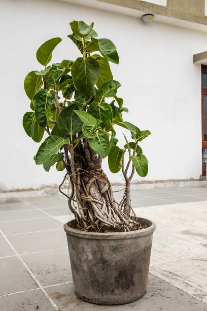 A bonsai of banyan tree of 20 years age  in a flowerpot placed on a terrace with lot of visible prop roots A bonsai of banyan tree of 20 years age  in a flowerpot placed on a terrace with lot of visible prop roots chinese banyan bonsai stock pictures, royalty-free photos & images