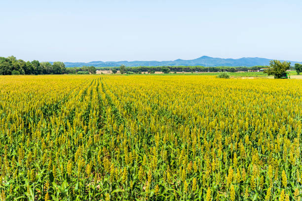 istock Corn fields in cycling path of Llagostera, Girona, Catalonia, Spain. 1265482874