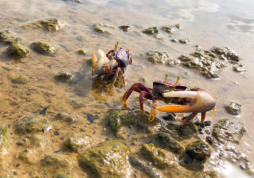 Beautiful violinist crabs living on the mud of mangroves in Senegal