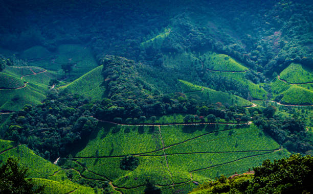 istock Green tea plantations in Munnar, Kerala, India 1265487250