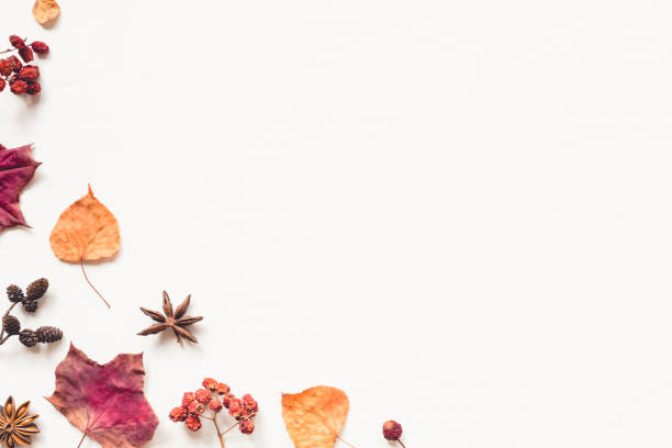 istock Autumn background made of leaves, berries and cones. 1265491069