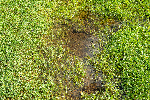 puddle in the grass in nature