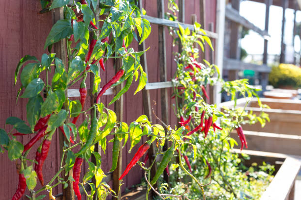 Red chili peppers growing on trellis on side of building Red chili peppers growing on trellis on side of building trellis photos stock pictures, royalty-free photos & images