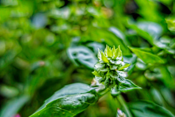 close up green basil plant in nature