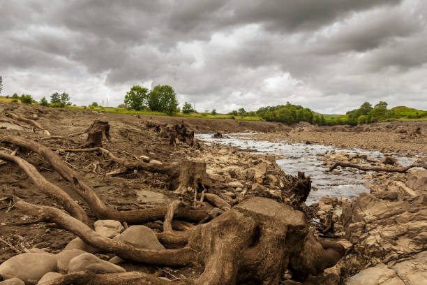 Tree trunks exposed from the former river bank in the drained Earlstoun Dam Tree trunks exposed from the former river bank in the drained Earlstoun Dam / reservoir, on the Water of Ken river, Galloway Hydro Electric Scheme, Dalry, Scotland exposed tree roots stock pictures, royalty-free photos & images