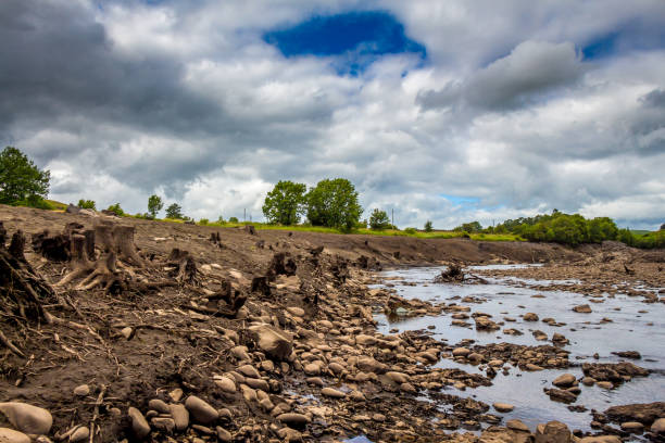 排水されたアールズトゥンダムの旧川岸から露出した木の幹 - global warming drought riverbank dirt ストックフォトと画像