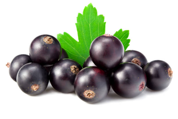 istock black currant with green leaf isolated on white background. macro 1265525110