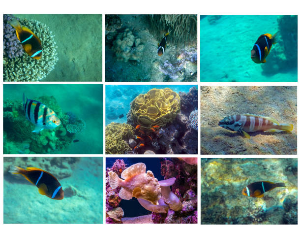 istock Collage of tropical fishes 1265526710