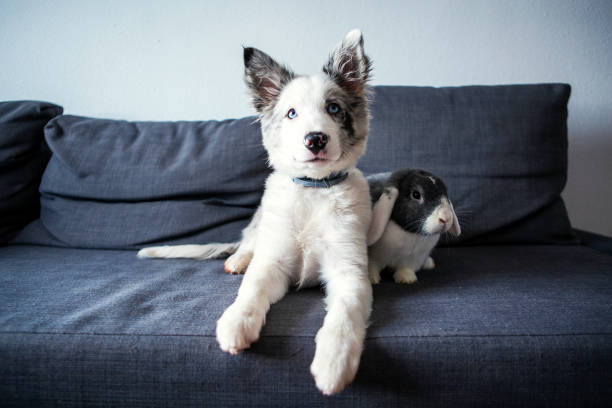 Puppy with a grey and white bunny as a friend.