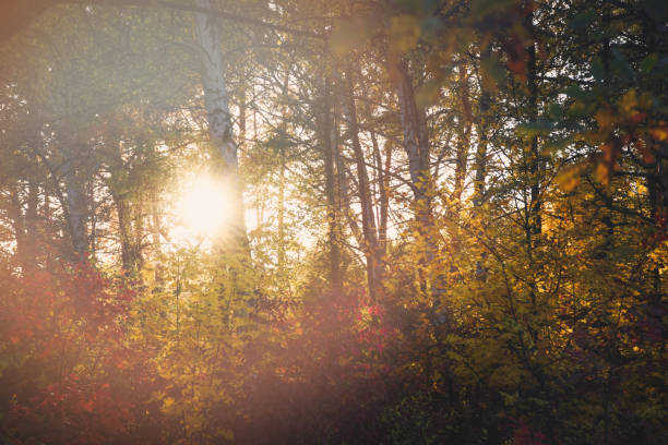 istock Solar sparkle through the trees in forest or park 1265531329
