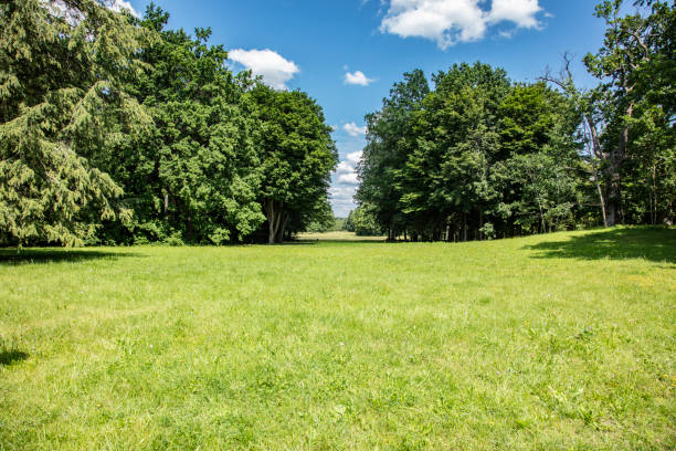 istock view of the clearing, trees in the background 1265531457