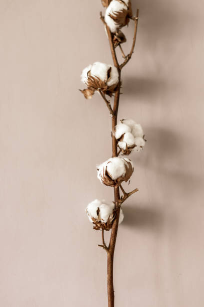 istock A dried cotton plant on a beige background 1265531644