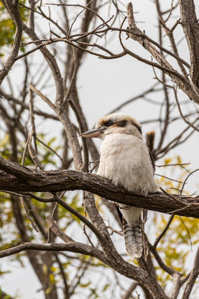 istock A Laughing Kookaburra in a Tree 1265531651