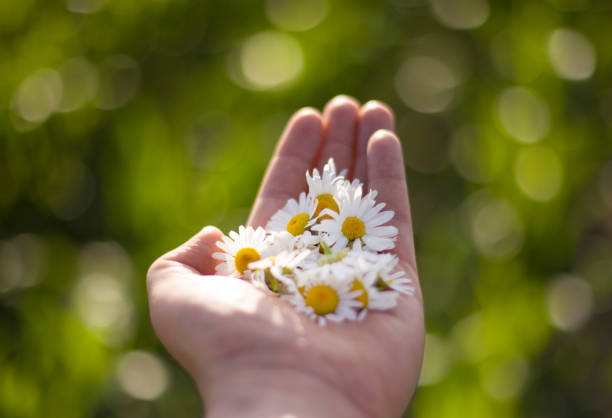 istock Hands with chamomile flowers, green blurry background. 1265536961