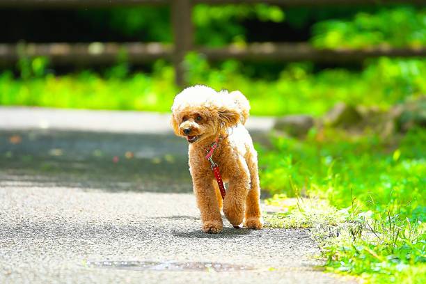 istock dog 287 Dog-walking 1265540558