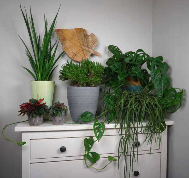 istock Different House plants in living room with decorations on the table Stylish composition of home garden industrial interior. Urban jungle interior with houseplants. Nice green concept for magazine. 1265543374
