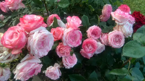 Luxuriant clusters of colour changing, chameleon, two-colour, pink-white roses, having wavy petal edges, with the dense, glossy, dark green foliage on a prolific shrub.
Bicolour roses changing their colour from coral-pink to magenta speckled pale pink with time.
