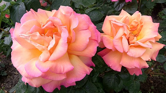 A couple of Peace tricolour, delicate pink-light yellow roses with fuchsia petal edges against the dark green foliage.\nMadame A. Meilland light pink-yellow roses.