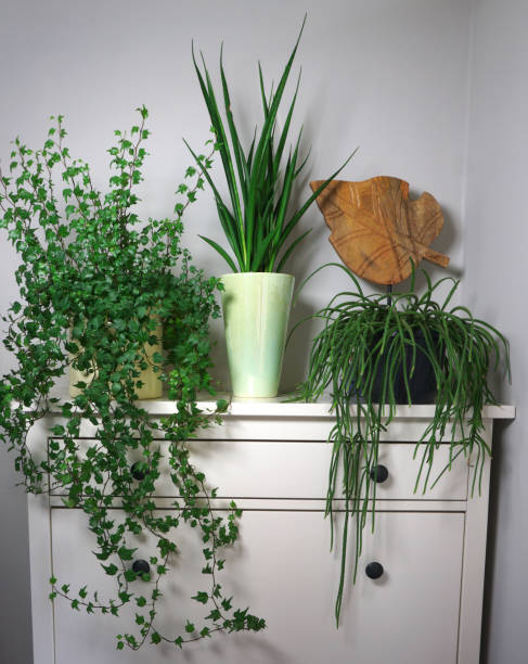 istock Different House plants in living room with decorations on the table Stylish composition of home garden industrial interior. Urban jungle interior with houseplants. Nice green concept for magazine. 1265543540