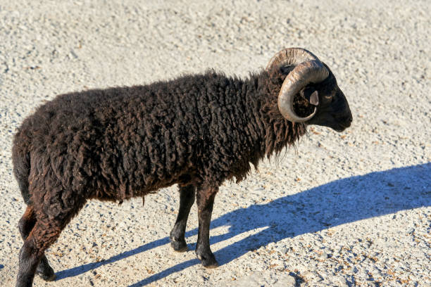 Black Sheep With Curved Horns Standing On Stony Ground Sunny