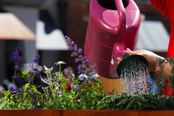 Watering decorative flowers in the backyard from a watering can, close-up