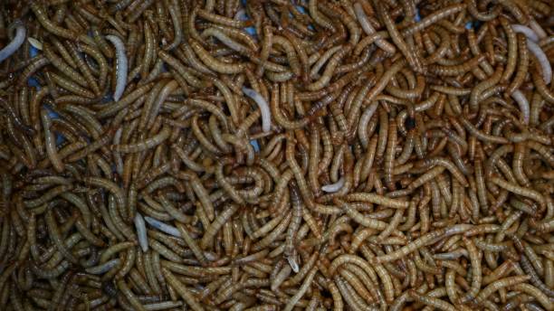 istock Many beetle larvae crawling in container. Small alive mealworms for food preparation crawling on bottom of container on market 1265544618