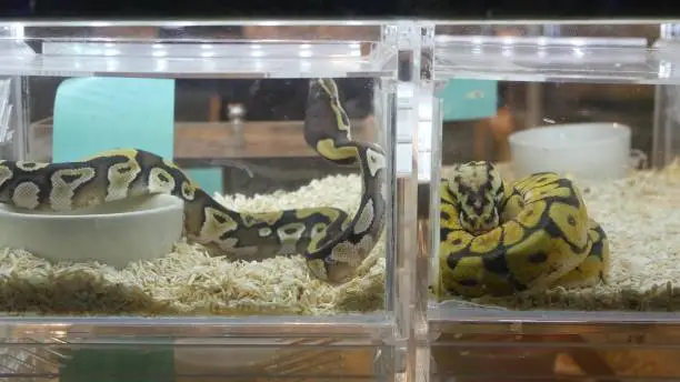 Photo of Captive bred snakes for sale. Small plastic boxes with captive bred ball pythons of various morphs placed on stall on Chatuchak Market in Bangkok, Thailand