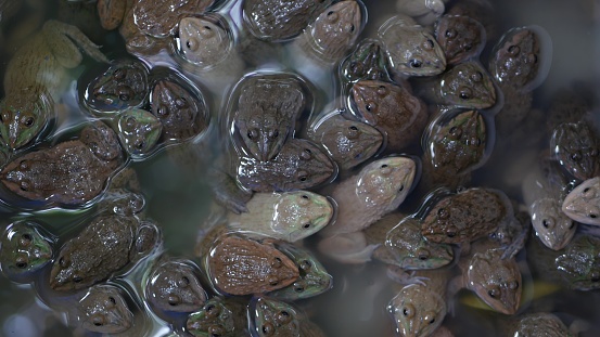 Frogs in dirty water on market. Top view of many frogs swimming in muddy water of overcrowded terrarium on Chatuchak Market in Bangkok, Thailand.