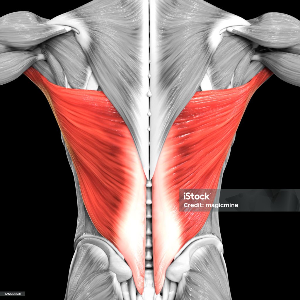Human Muscular System Torso Muscles Latissimus Dorsi Muscle Anatomy Stock  Photo - Download Image Now - iStock