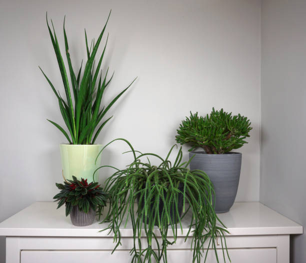 istock Different indoor plants in living room with decorations on the table Stylish composition of home garden green industrial interior. Urban jungle interior with houseplants. green concept for magazine. 1265545012