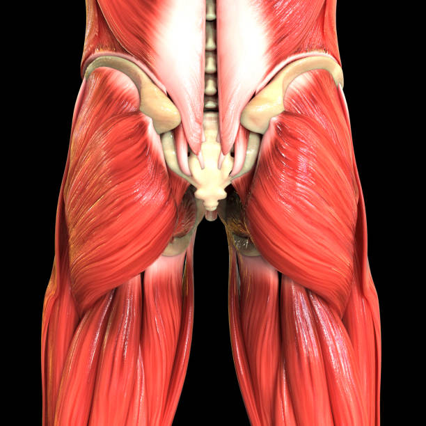 istock Muscles a Part of Human Muscular System Anatomy 1265545051