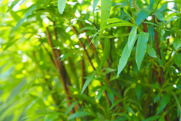istock Willow branch in willow forest, beautiful green nature background, Salix 1265546471