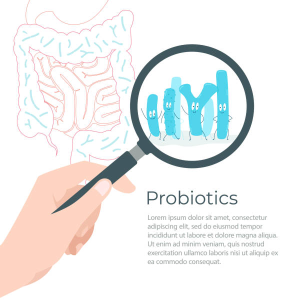 Bacterial microorganism in a magnifier. The image of the intestine, vector illustration. Bacterial microorganism in a magnifier. The image of the intestine, vector illustration. bifidobacterium stock illustrations