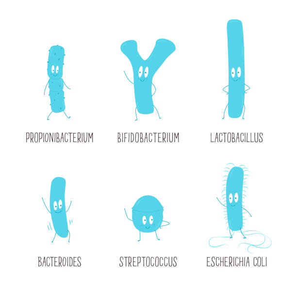 Types of useful probiotics. Vector illustration. Types of useful probiotics. Vector illustration. bifidobacterium stock illustrations