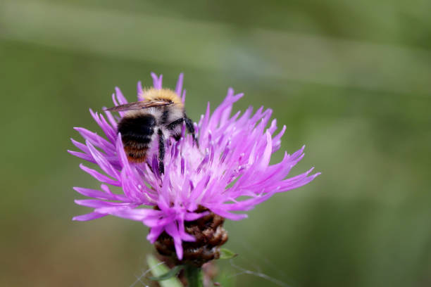 istock Bee collects pollen from the purple cornflower 1265549211