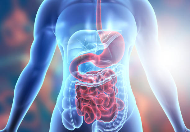 Human body digestive system anatomy Human body digestive system anatomy. 3d illustration digestive system anatomy stock pictures, royalty-free photos & images