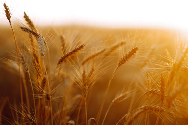 istock Gold wheat field. Rich harvest. 1265550010