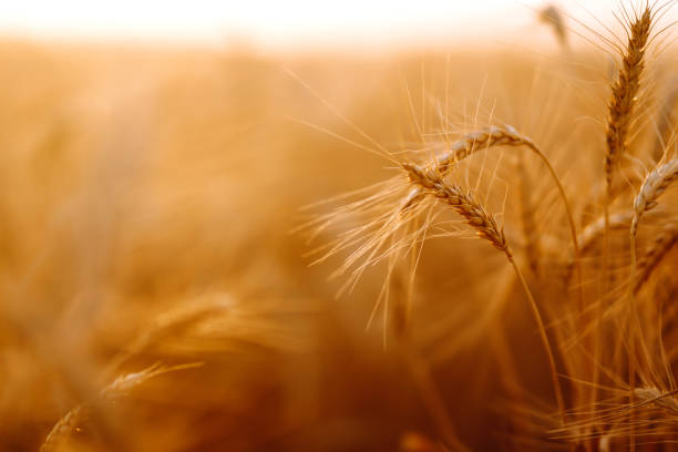 istock Gold wheat field. Rich harvest. 1265550098