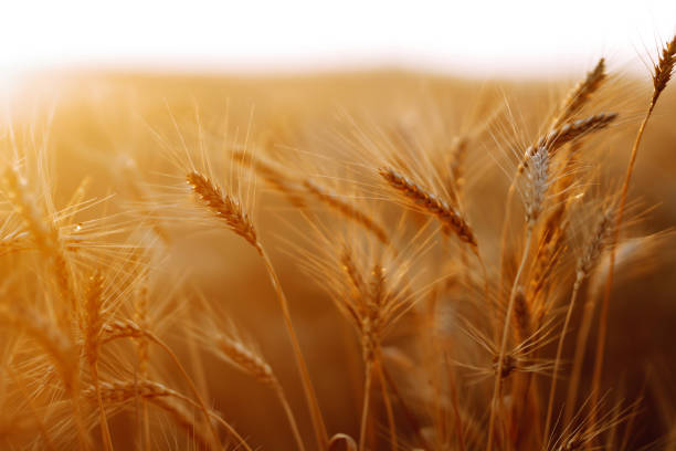 istock Gold wheat field. Rich harvest. 1265550143