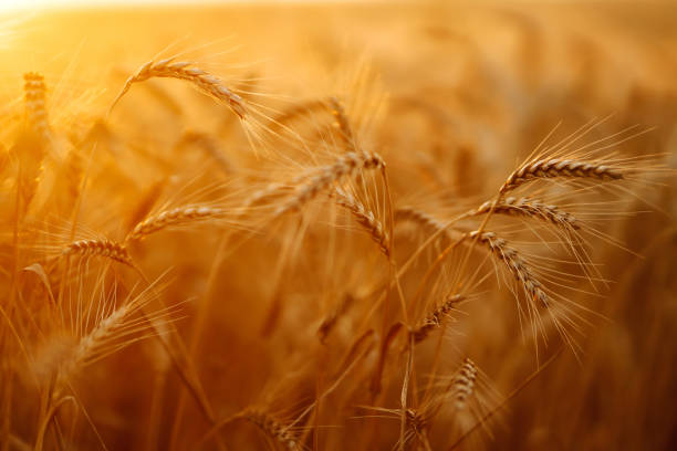 istock Gold wheat field. Rich harvest. 1265550150