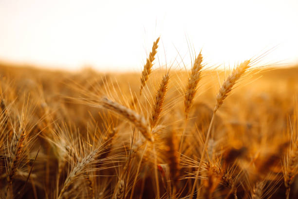 istock Gold wheat field. Rich harvest. 1265550180